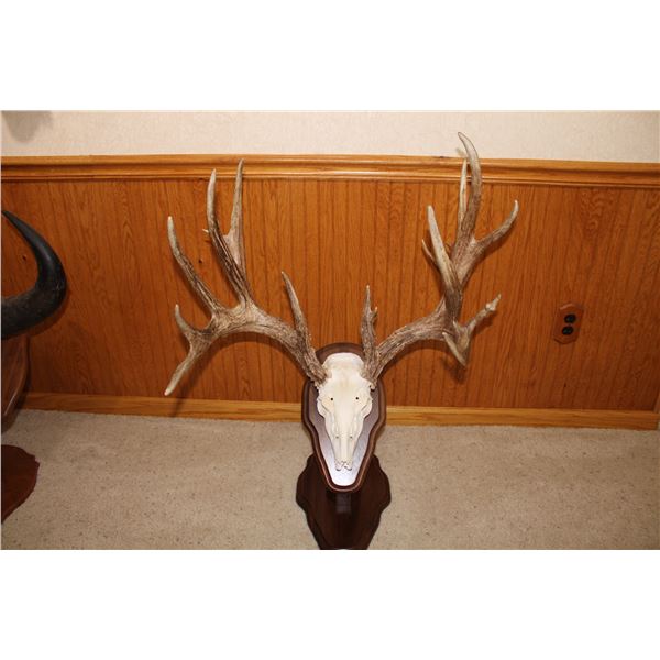 Mule Deer – European Mount on Pedestal (D39)
