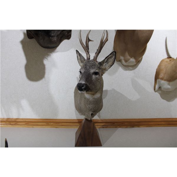 European Roe Deer – Pedestal Mount (D41)