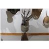 Image 1 : European Roe Deer – Pedestal Mount (D41)