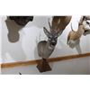 Image 2 : European Roe Deer – Pedestal Mount (D41)