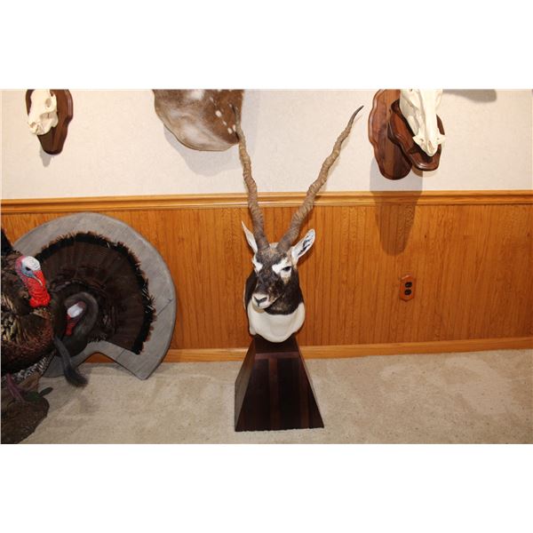 Blackbuck Antelope – Pedestal Mount (D42)