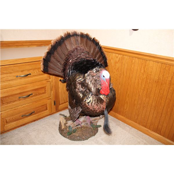 Turkey – Full-Body Mount