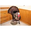 Image 1 : Turkey – Full-Body Mount