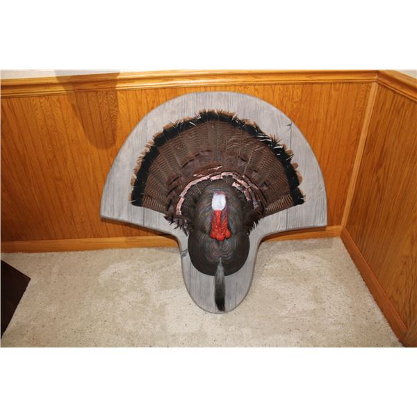 Turkey Fan and Beard – Plaque Mount (D44)
