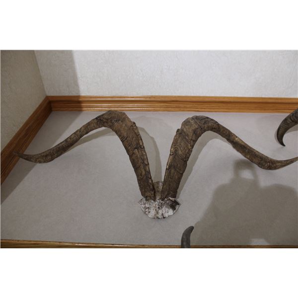 Gredos Ibex – Skull Plate Mount (D45)