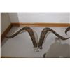 Image 1 : Gredos Ibex – Skull Plate Mount (D45)