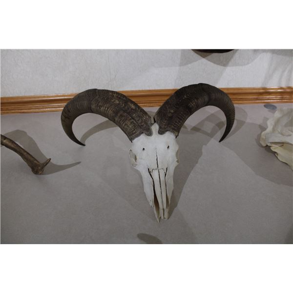 Aoudad – European Mount (D46)