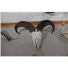Image 1 : Aoudad – European Mount (D46)