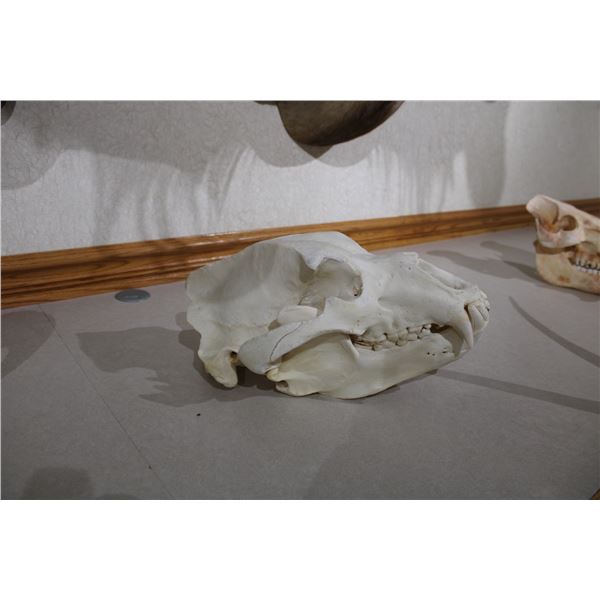 Kamtchatka Brown Bear Skull (D47)