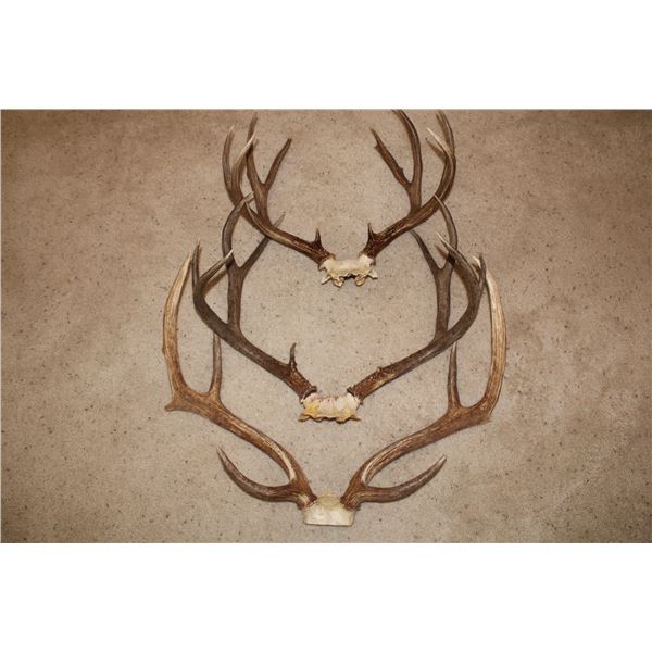 Mule Deer Antler Bundle - 3 sets  (D49)