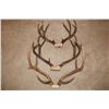Image 1 : Mule Deer Antler Bundle - 3 sets  (D49)