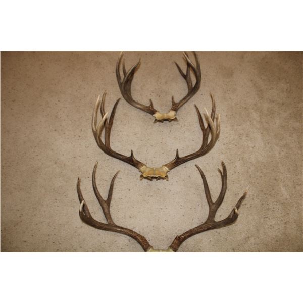 Mule Deer Antler Bundle - 3 sets  (D50)