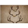 Image 1 : Mule Deer Antler Bundle - 3 sets  (D50)