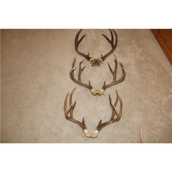 Mule Deer Antler Bundle - 3 sets  (D51)