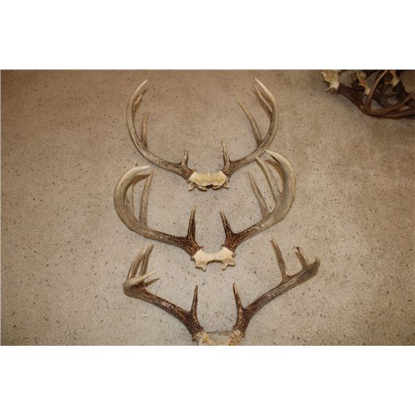 Whitetail Deer Antler Bundle - 3 sets  (D52)