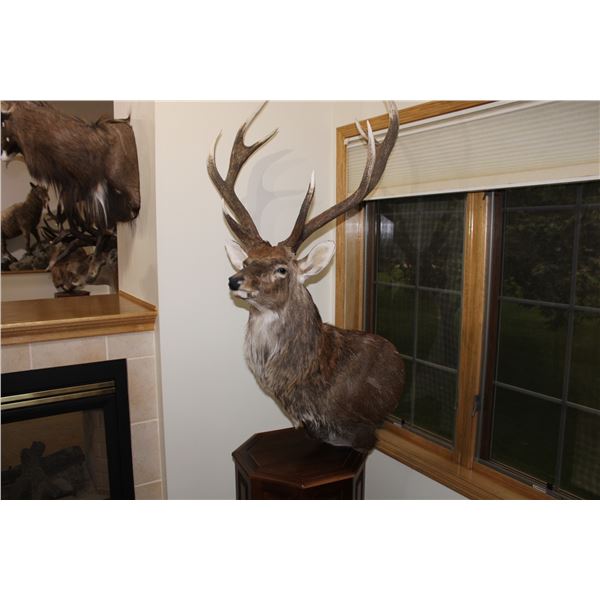 Manchurian Sika Deer (Europe - typical) 032