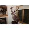 Image 1 : Manchurian Sika Deer (Europe - typical) 032