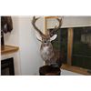 Image 2 : Manchurian Sika Deer (Europe - typical) 032
