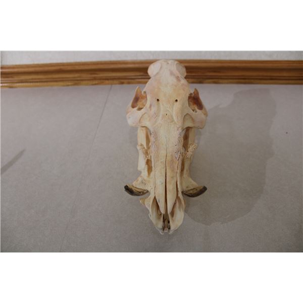 Wild Boar Euro Mount from Texas