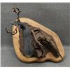 Image 6 : WESTERN BRONZE (R.C. LYNCH)