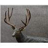 Image 7 : WESTERN BRONZE (R.C. LYNCH)