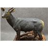 Image 8 : WESTERN BRONZE (R.C. LYNCH)