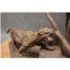 Image 9 : WESTERN BRONZE (R.C. LYNCH)