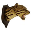 Image 1 : Taxidermy Wildcat Shoulder Mount