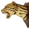 Image 2 : Taxidermy Wildcat Shoulder Mount