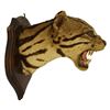 Image 3 : Taxidermy Wildcat Shoulder Mount