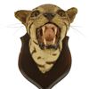 Image 4 : Taxidermy Wildcat Shoulder Mount