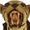 Image 5 : Taxidermy Wildcat Shoulder Mount