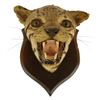 Image 6 : Taxidermy Wildcat Shoulder Mount
