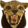 Image 7 : Taxidermy Wildcat Shoulder Mount