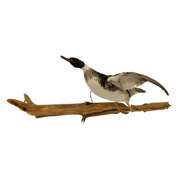 Uncommon Merganser Taxidermy on Driftwood Mount