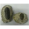 Image 1 : Trilobite Fossils