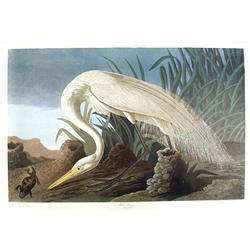 Audubon ''White Heron''