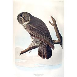 Audubon ''Cinereous Owl'' 1971