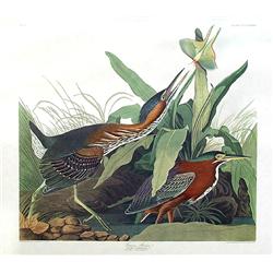 Audubon ''Green Heron''