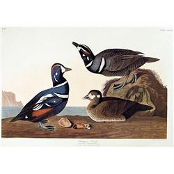 Audubon ''Harlequin''