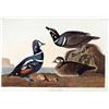 Image 1 : Audubon ''Harlequin''