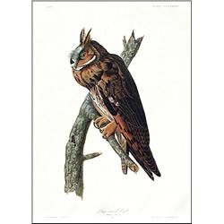 Audubon ''Owl'' 1972