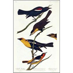 Audubon Nuttall's Starling