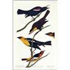 Image 1 : Audubon Nuttall's Starling