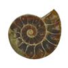 22.43ct Opalized Prehistoric Ammonite Jewelry Cut Half (GEM-22408)