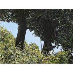 Nurit Shany, Israeli Art