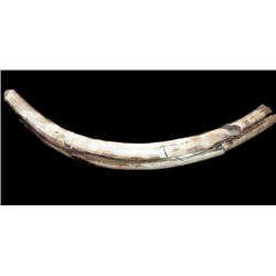 Ancient Mammoth Tusk