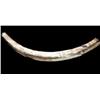 Image 1 : Ancient Mammoth Tusk