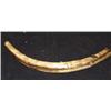 Image 2 : Ancient Mammoth Tusk