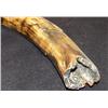 Image 8 : Ancient Mammoth Tusk